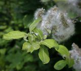 Смотреть изображение Salix caprea