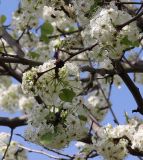 View full-size image genus Pyrus