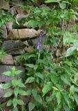 View full-size image Campanula rapunculoides