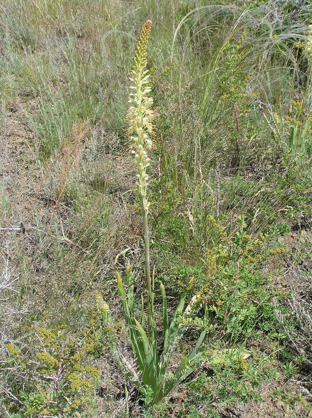 Изображение особи Eremurus altaicus.