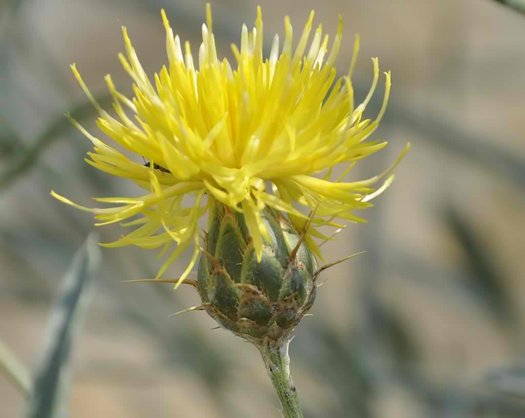 Изображение особи Centaurea salonitana.