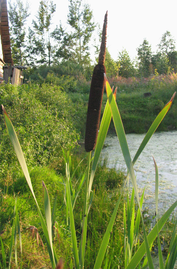 Image of Typha latifolia specimen.