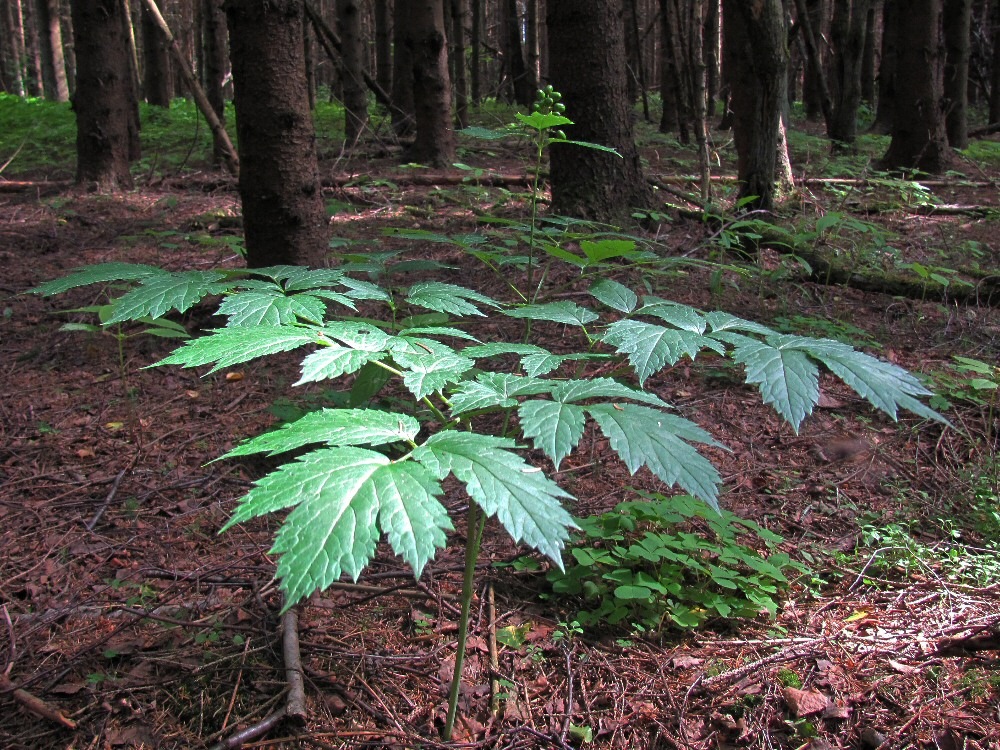 Image of Actaea spicata specimen.