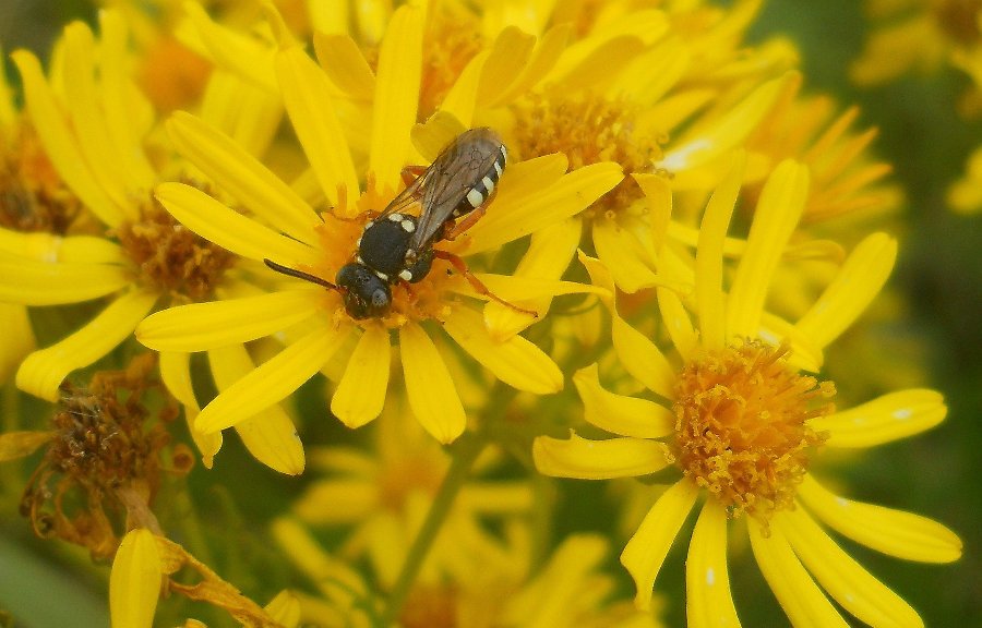 Image of Senecio erucifolius specimen.