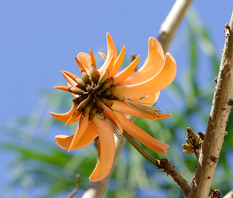 Изображение особи Erythrina corallodendron.