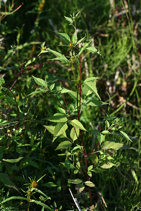 Image of Bidens frondosa specimen.