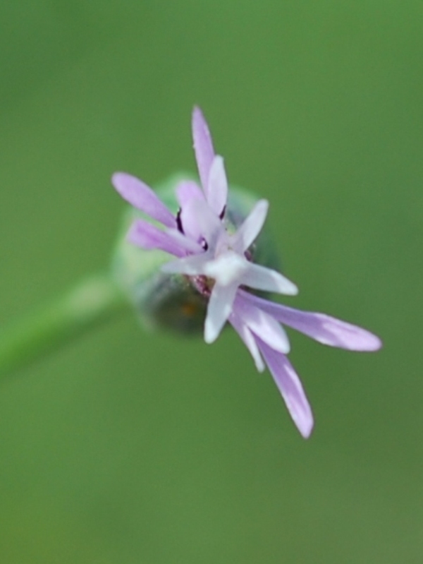 Image of Crupina vulgaris specimen.