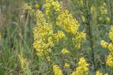 Solidago virgaurea