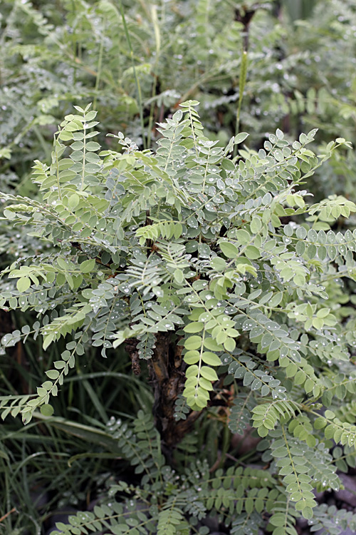 Image of Calophaca grandiflora specimen.