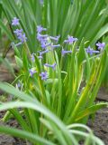 Hyacinthus orientalis