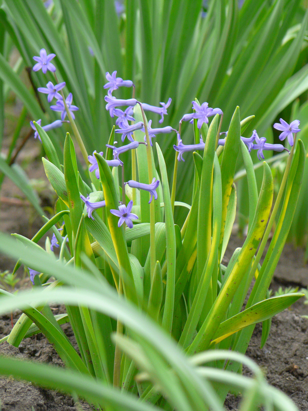 Изображение особи Hyacinthus orientalis.