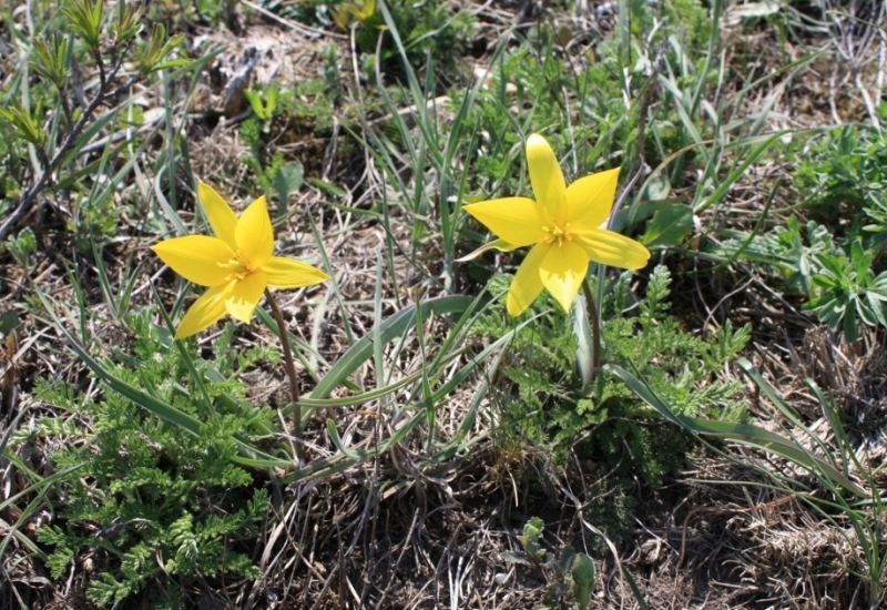 Image of Tulipa scythica specimen.