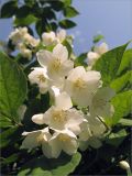 Philadelphus coronarius. Верхушка побега с соцветием. Санкт-Петербург, Петергоф, городское озеленение. 29.06.2009.