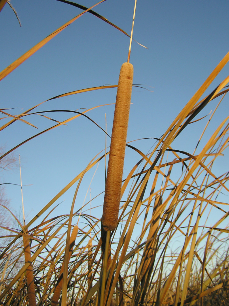 Image of Typha domingensis specimen.