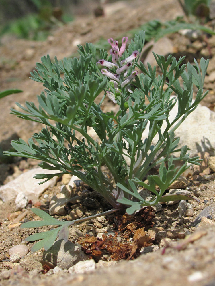 Image of Fumaria vaillantii specimen.