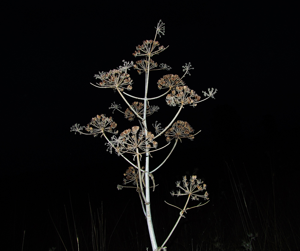 Image of Ferula communis specimen.