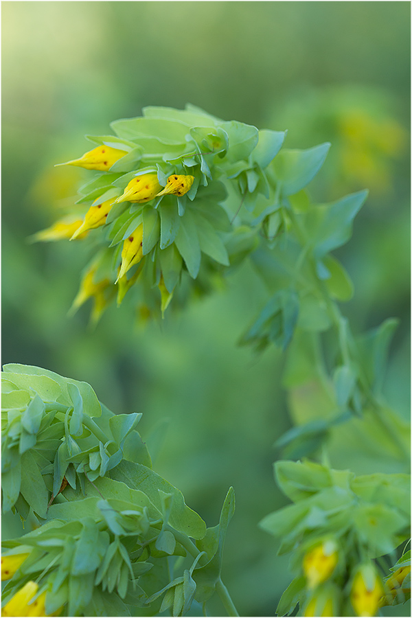 Image of Cerinthe minor specimen.