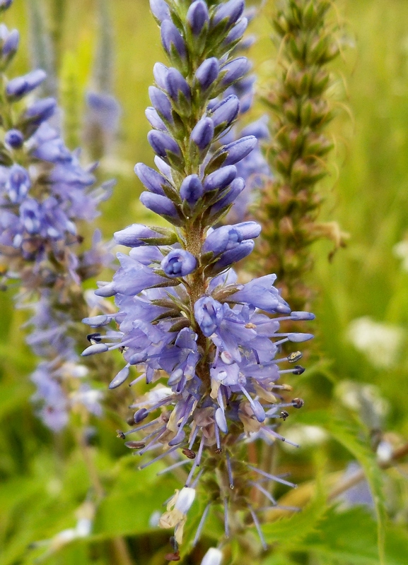 Image of Veronica longifolia specimen.