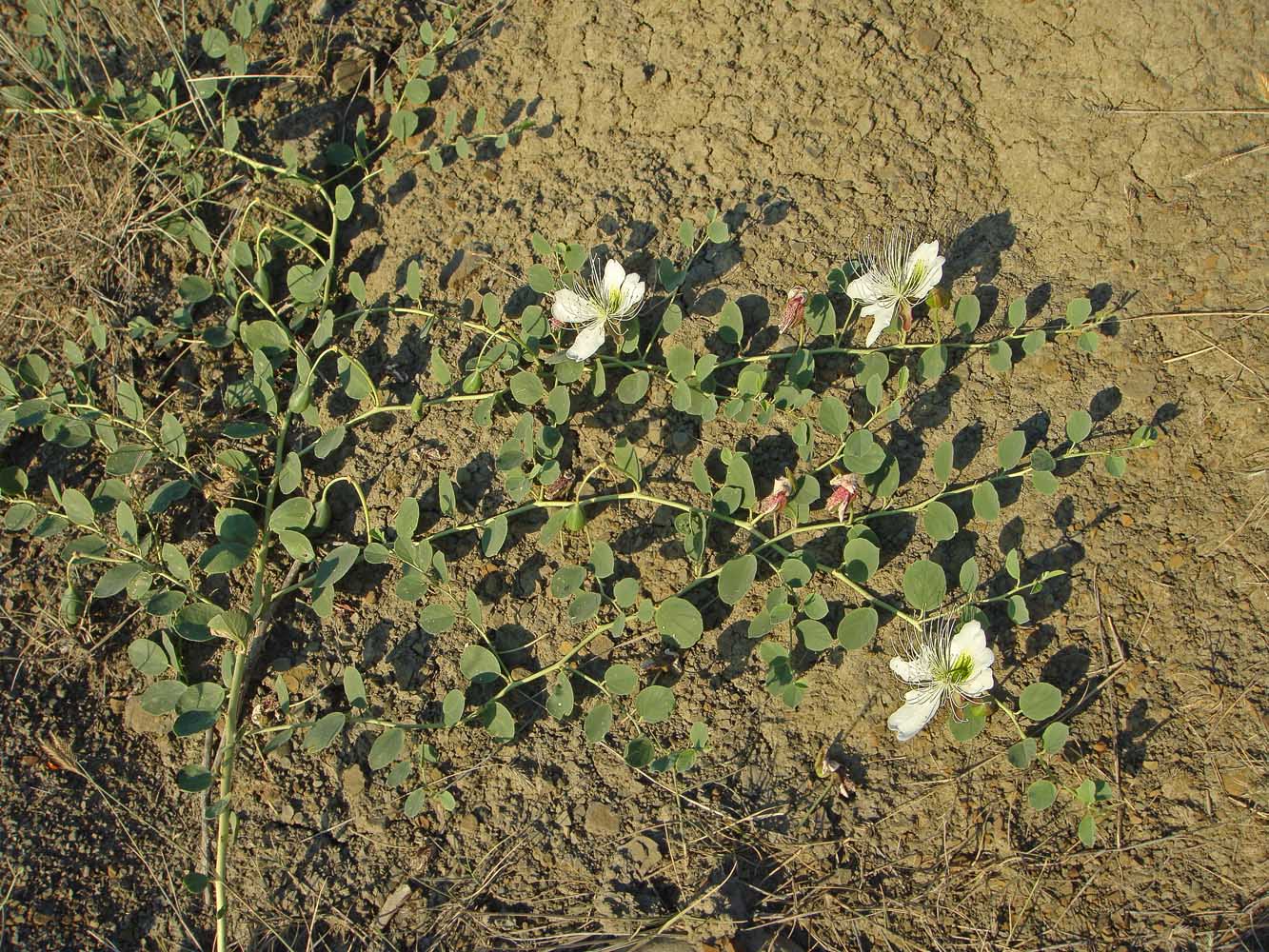 Изображение особи Capparis herbacea.