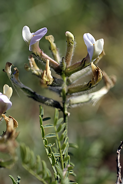 Изображение особи Astragalus neolipskyanus.
