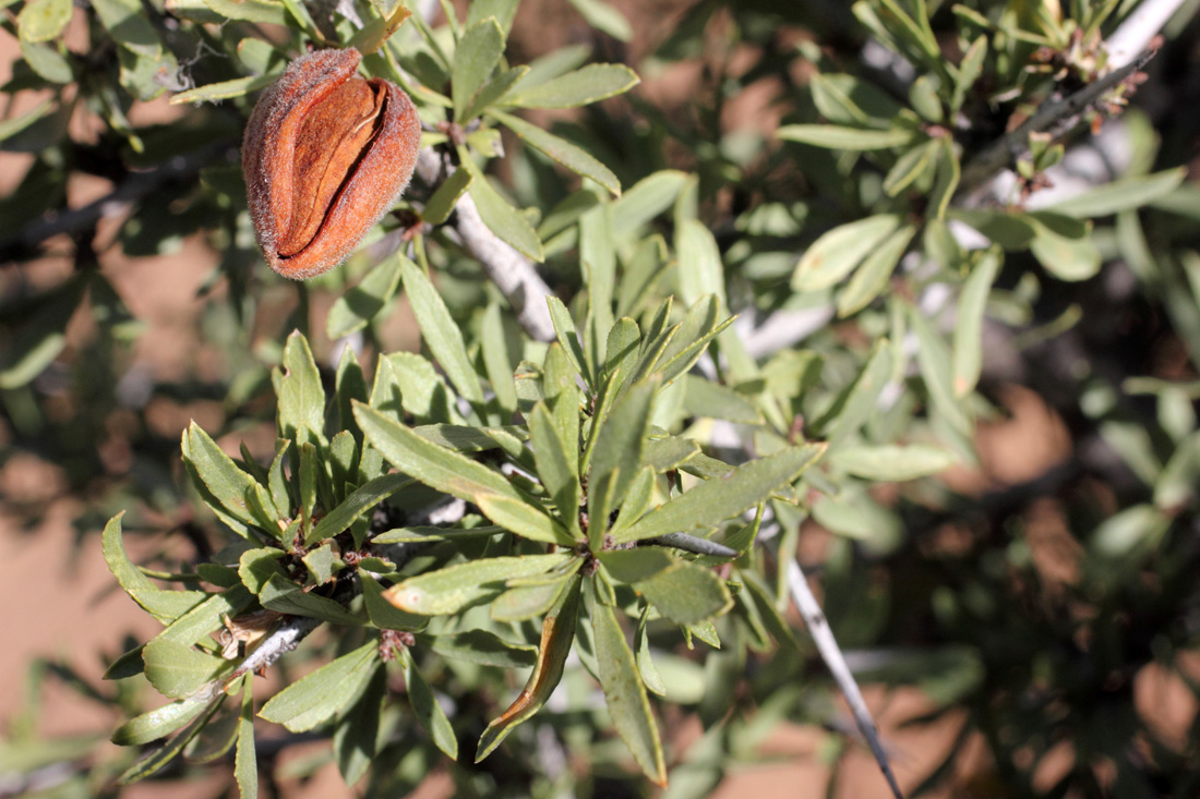 Image of Amygdalus spinosissima specimen.