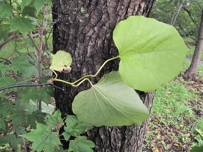 Изображение особи род Aristolochia.