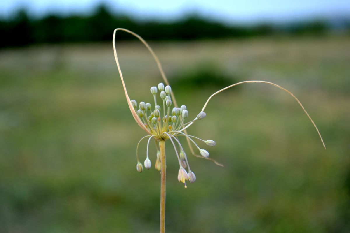 Изображение особи Allium paczoskianum.