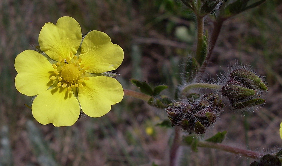 Изображение особи Potentilla recta.