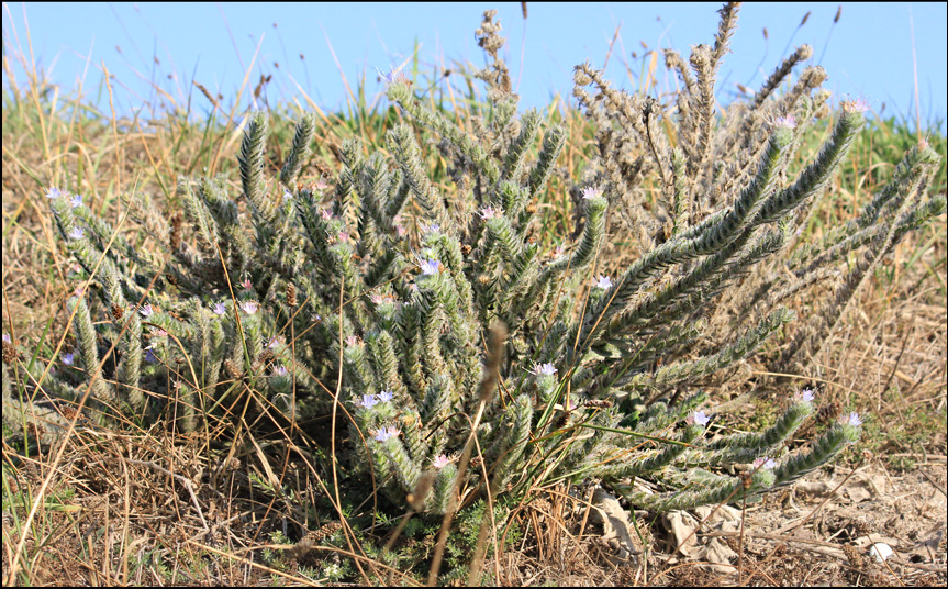 Изображение особи Echium biebersteinii.