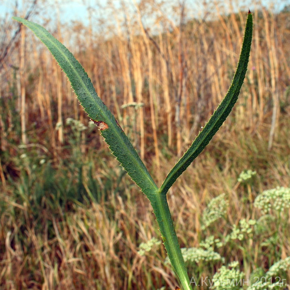 Image of Falcaria vulgaris specimen.