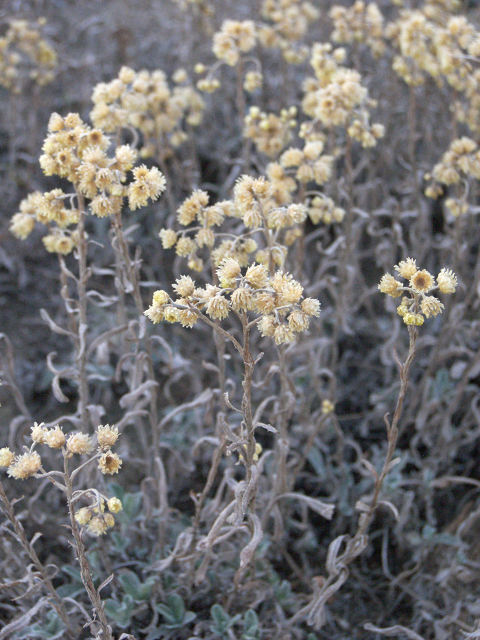 Image of Helichrysum arenarium specimen.