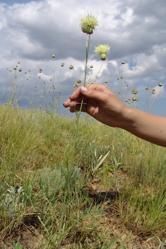 Изображение особи Rhaponticoides taliewii.