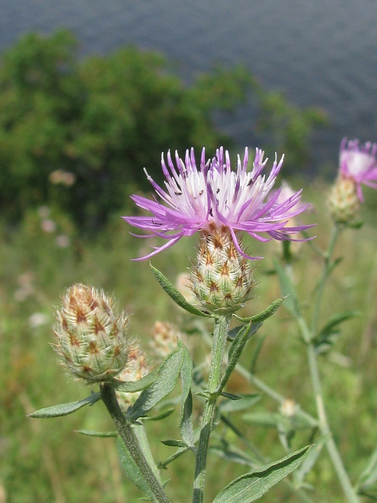 Image of Centaurea biebersteinii specimen.