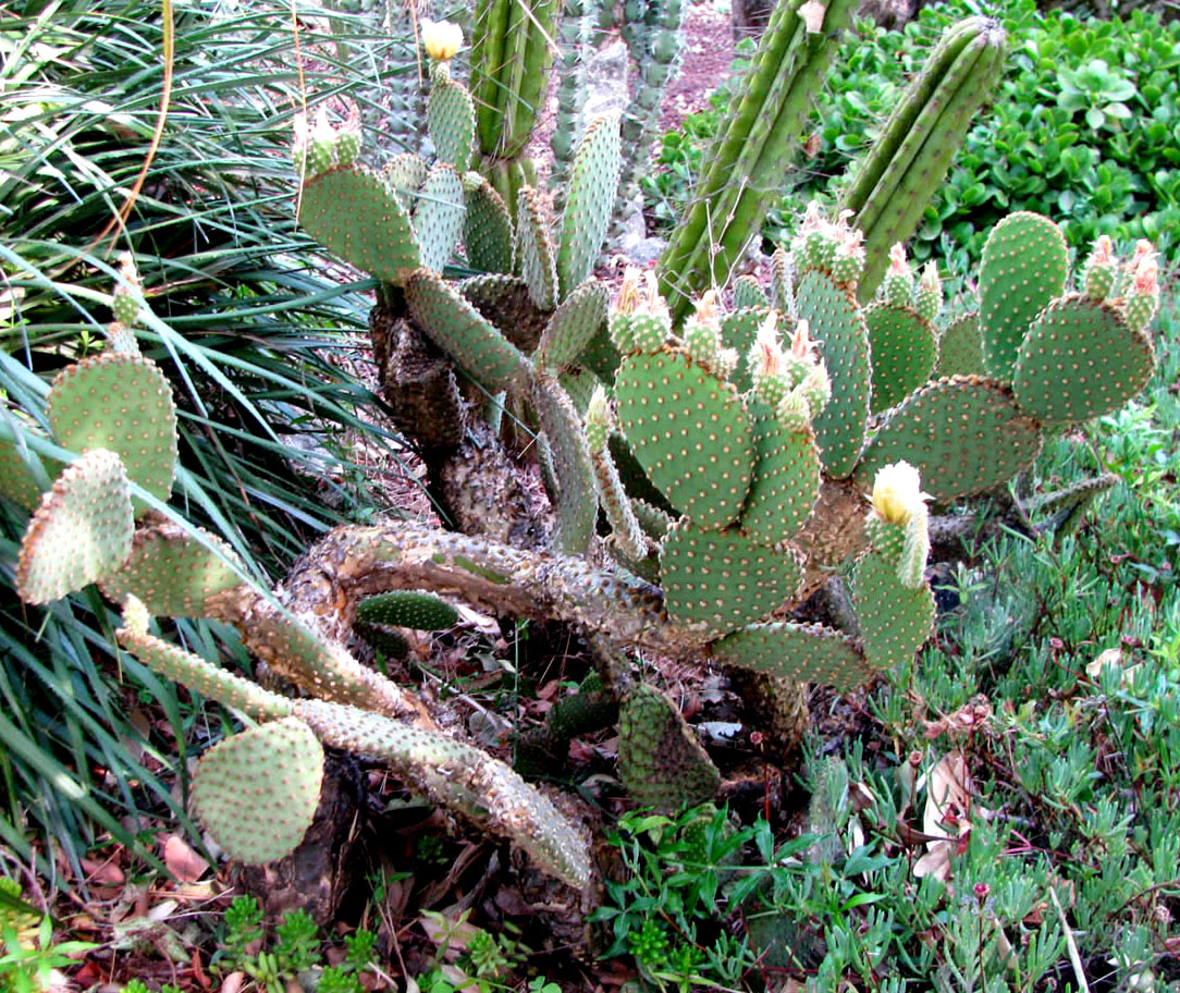 Image of Opuntia microdasys specimen.