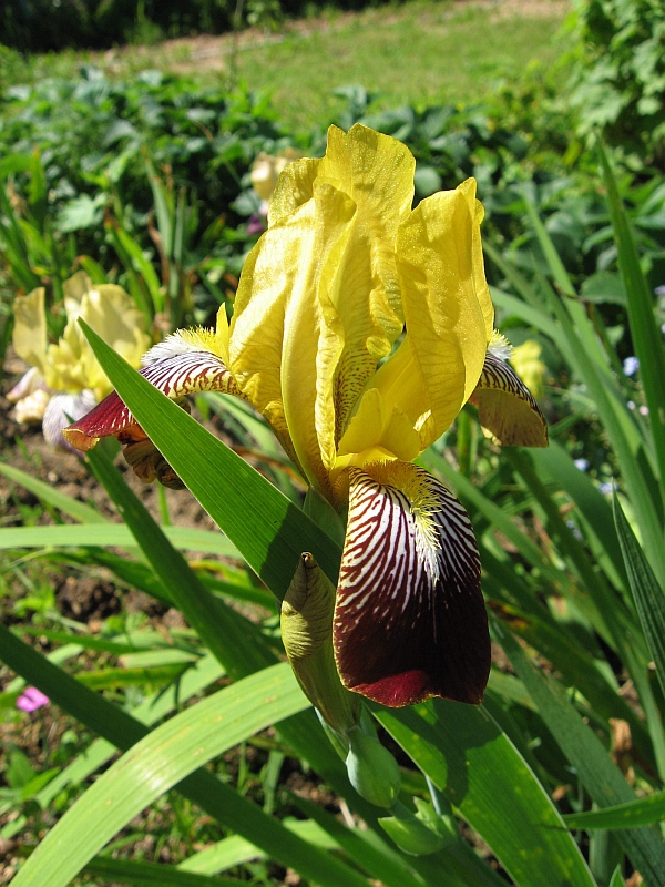 Image of genus Iris specimen.