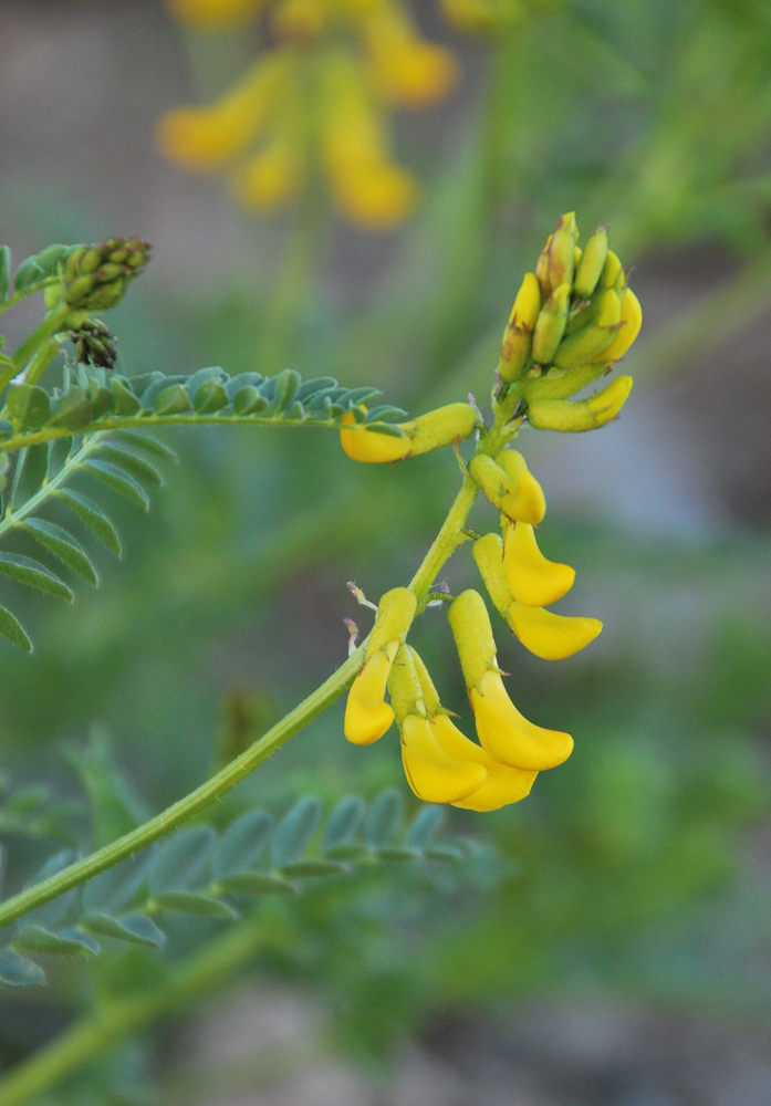 Изображение особи Astragalus mongholicus.