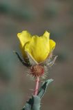 Rosa persica. Цветок. Казахстан, хр. Шолак, северней вдхр. Капчагай. 26.04.2013.