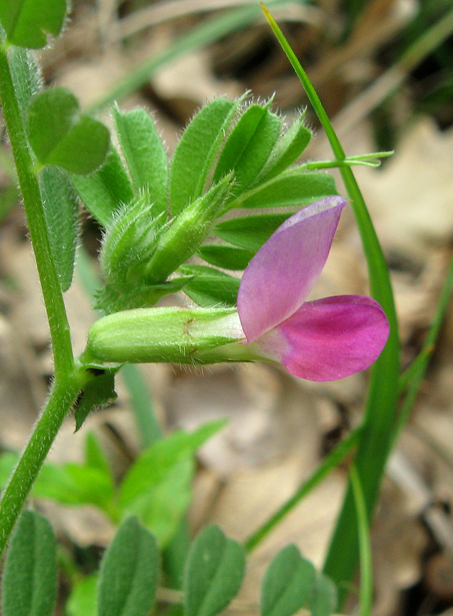 Изображение особи Vicia cordata.