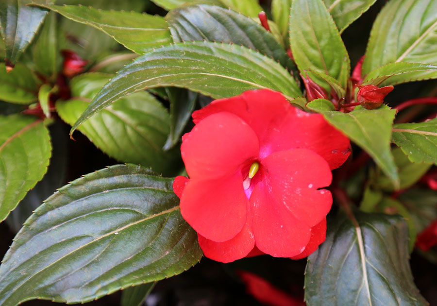 Image of Impatiens hawkeri specimen.