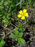 Potentilla reptans