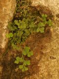 Asplenium ruta-muraria