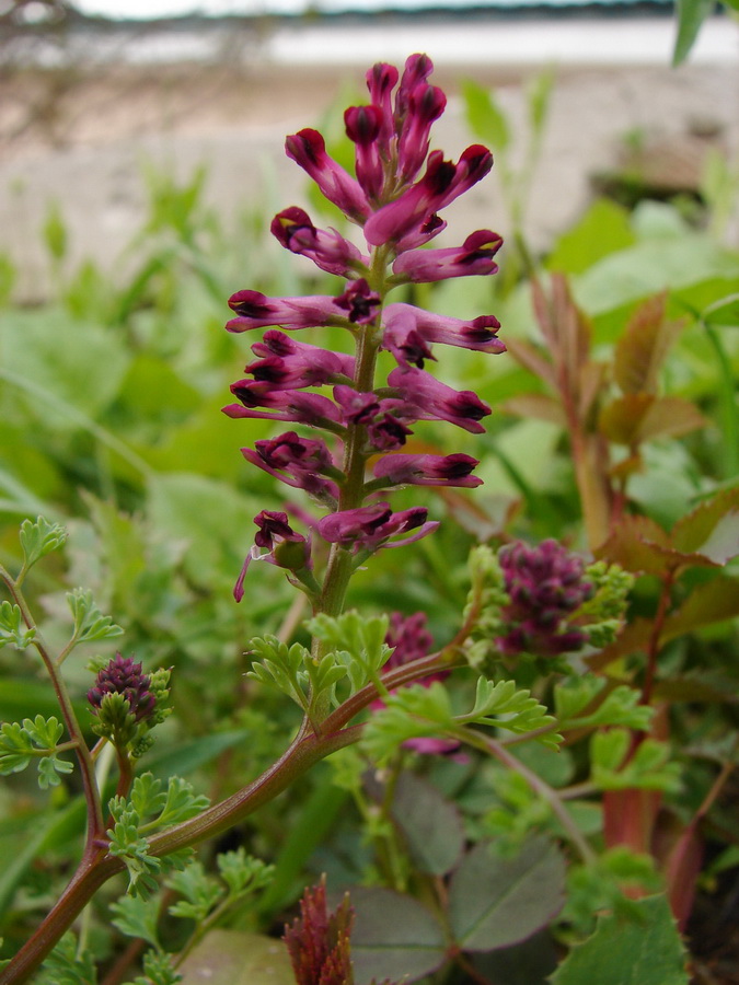 Image of Fumaria officinalis specimen.