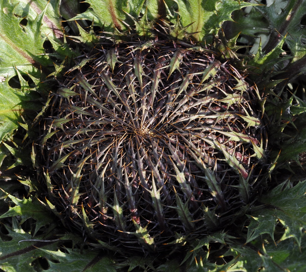 Image of Carlina acanthifolia ssp. utzka specimen.