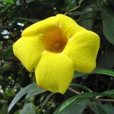 Allamanda cathartica