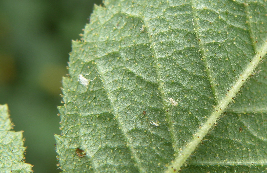 Image of Rosa rubiginosa specimen.