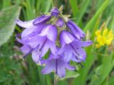 genus Campanula. Соцветие с колонией тли. Краснодарский край, окр. г. Геленджик, прибрежная гора, каменистый склон. 07.08.2013.