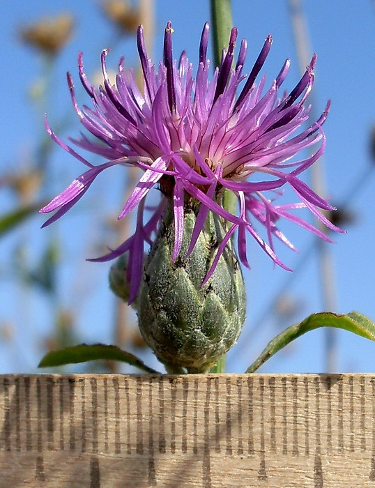 Изображение особи Centaurea adpressa.