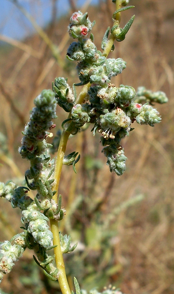 Image of Bassia prostrata specimen.