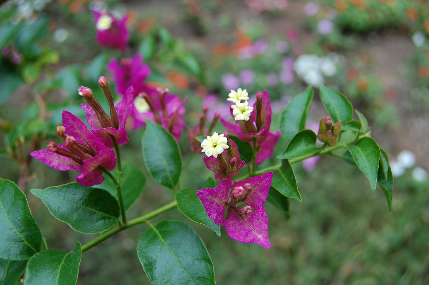 Изображение особи род Bougainvillea.