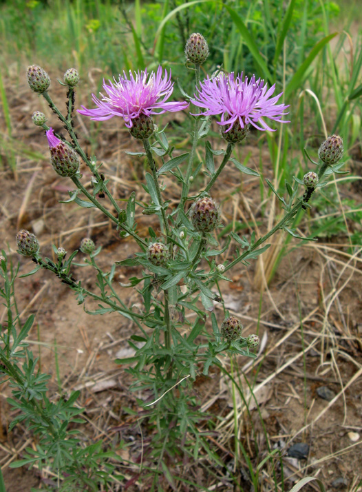 Image of Centaurea stoebe specimen.